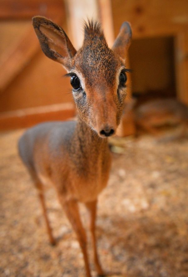 Royal antelope