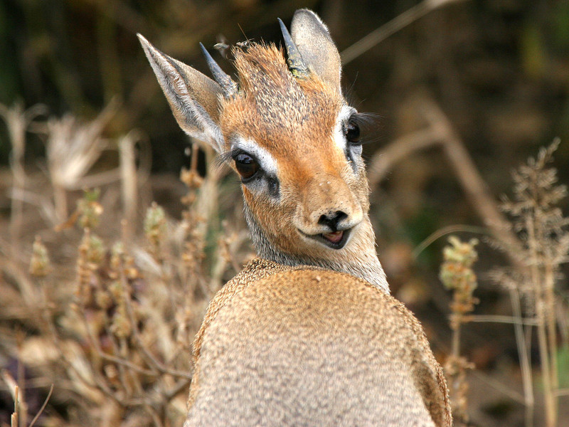 Dik Dik