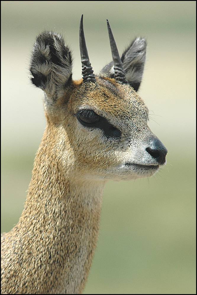 Klipspringer