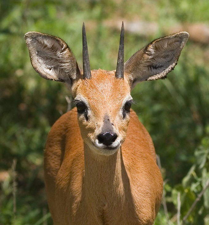 Steenbok