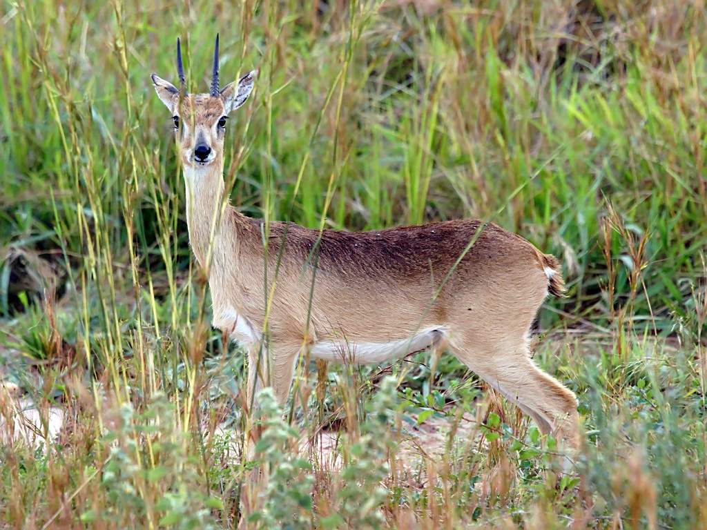 Oribi