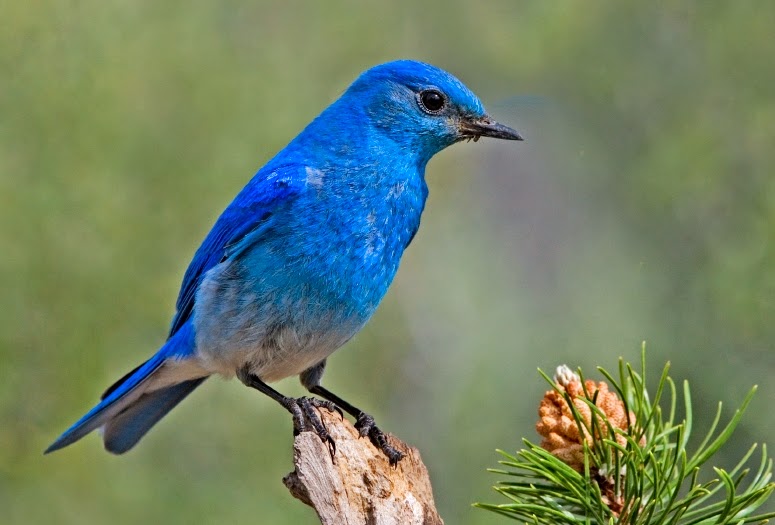 Bluebird with Strange Plumage - wide 8