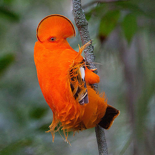 Fascinating Birds: Extremely Colorful and Cool-looking Birds