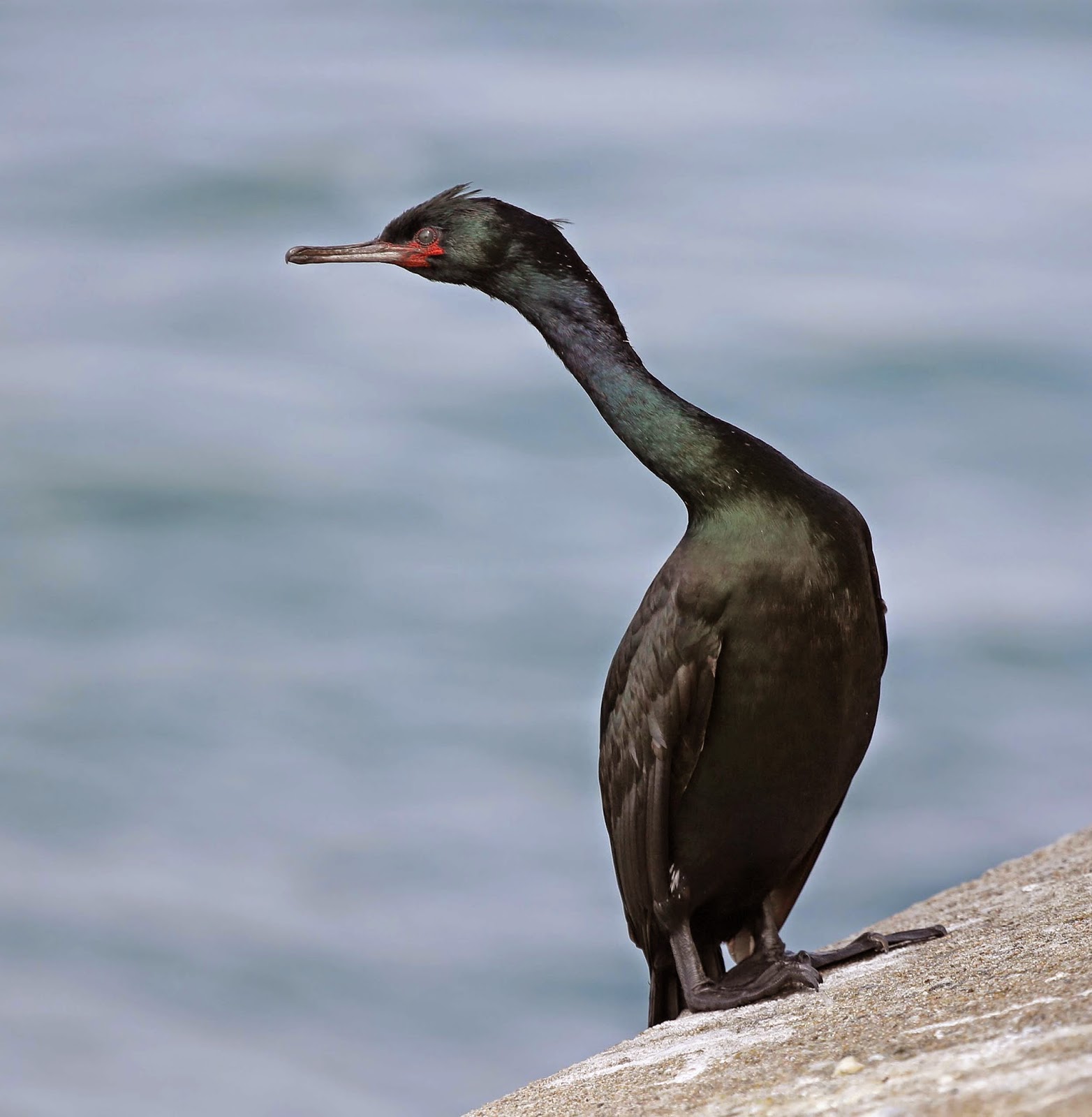 Albums 99+ Images black water bird with long neck Excellent