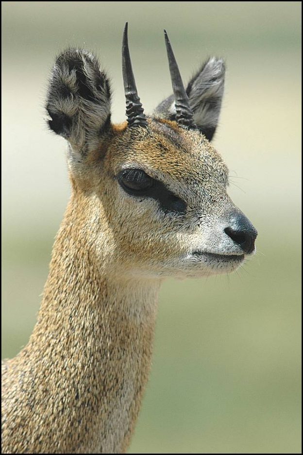 The Smallest Antelopes