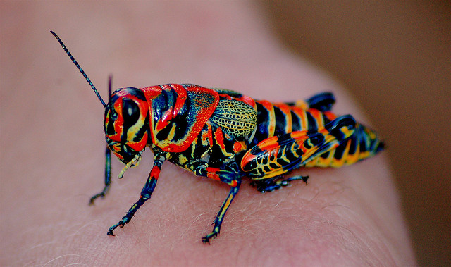 10 Exotic Animals With Unexpected Colors