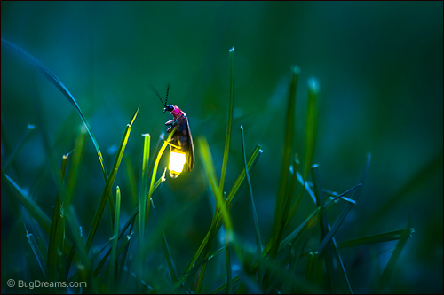 Glow In The Dark Insects 