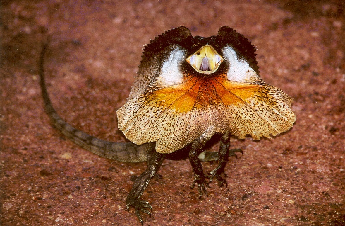 Fabulous Animals Whose Names Begin with The Letter F Fabulous Animals Whose Names Begin with The Letter F