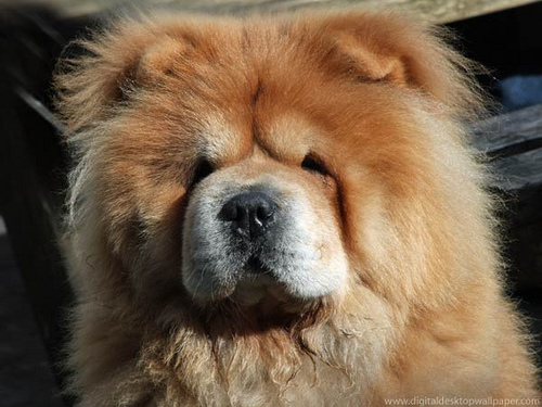 Five Unusual But Impressive Chinese Dog Breeds