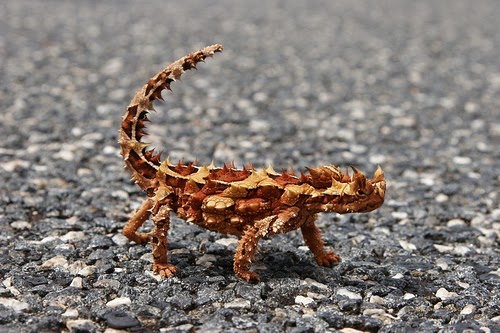 10 Intriguing Devil Animals 10 Intriguing Devil Animals