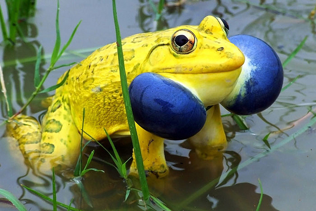 10 Exotic Animals With Unexpected Colors
