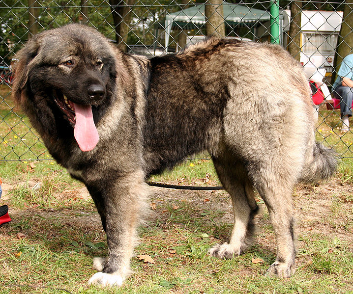 10 Sturdy And Hardy Russian Dog Breeds