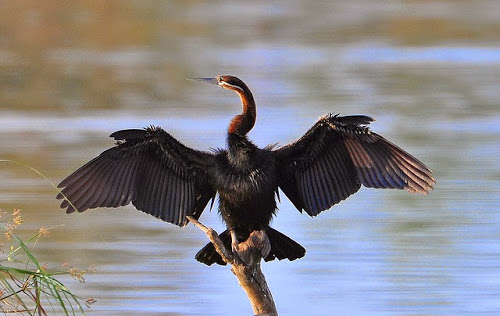 10 Intriguing Black Birds