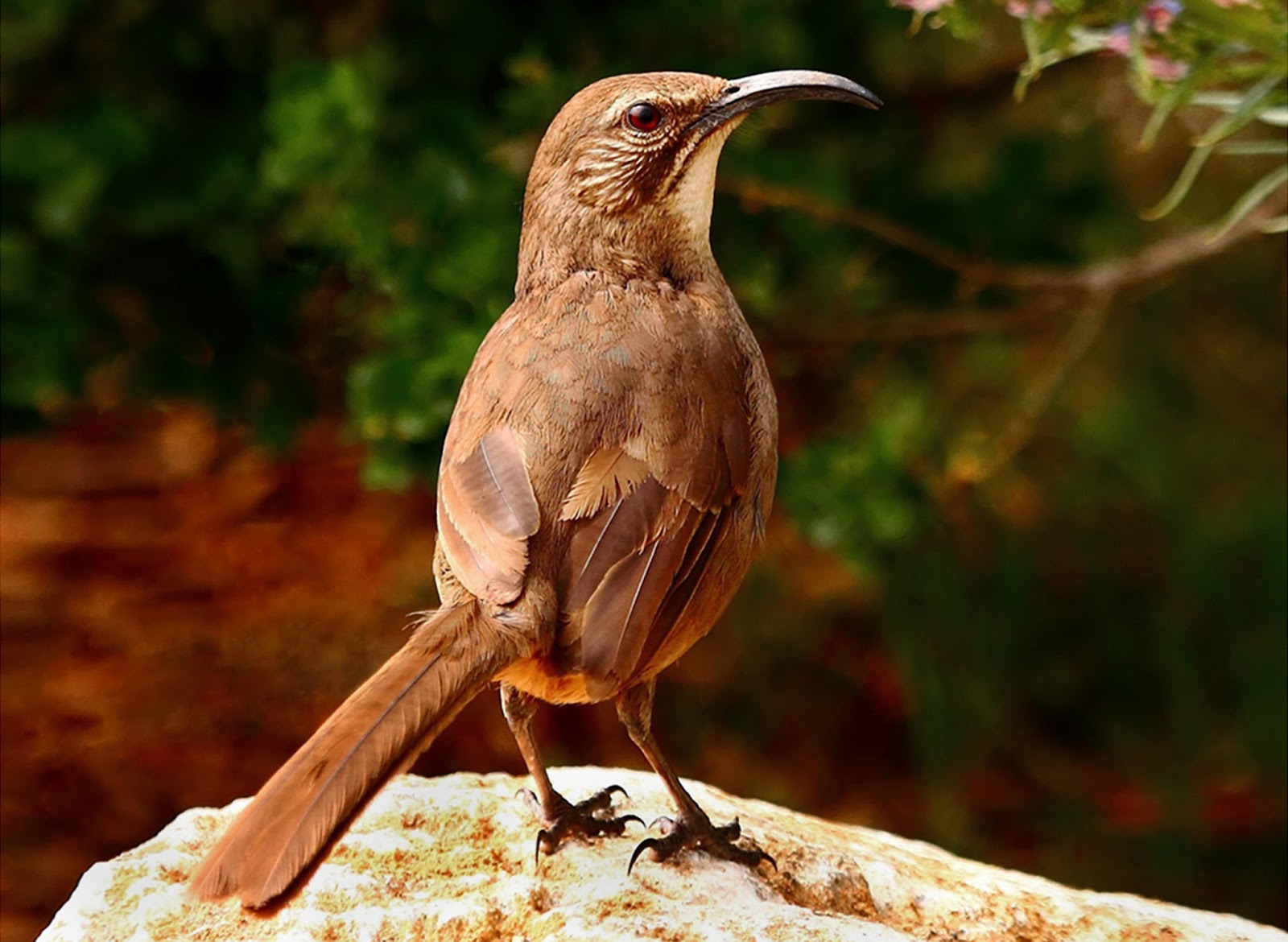 10 Captivating Brown Coloured Birds.