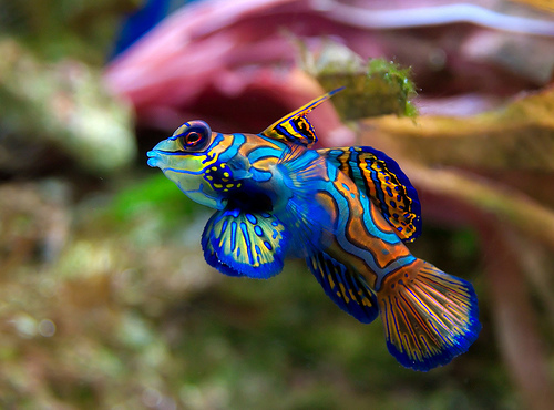 The World's Most Colorful Aquatic Animals