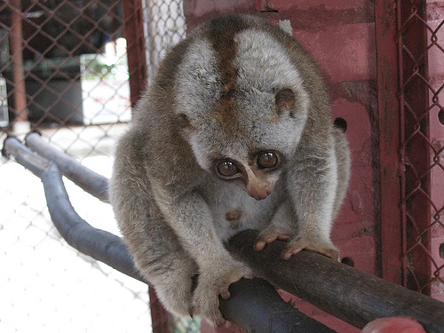 10 Marvelous Animals Whose Names Start with The Letter L