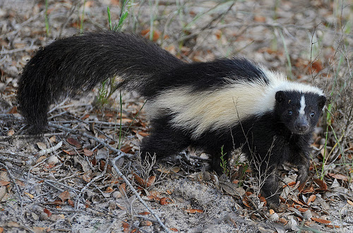 10 Fascinating Animals Whose Names Begin with The Letter S
