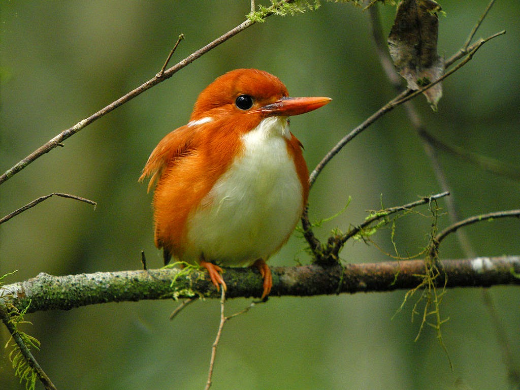 Oiseau holzhänger magasin sonnette-Mobilee Bird orange