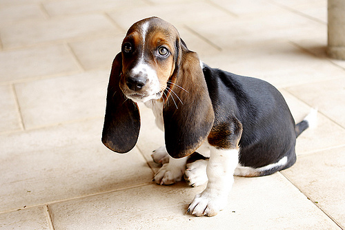 Basset Hound: Famous Hush Puppies