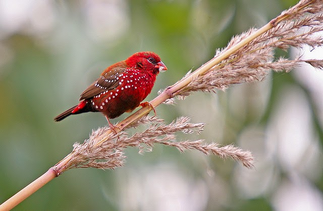 10 Stunning and Gorgeous Red Animals