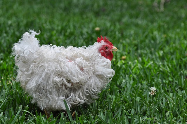10 Strikingly Odd Backyard Chickens