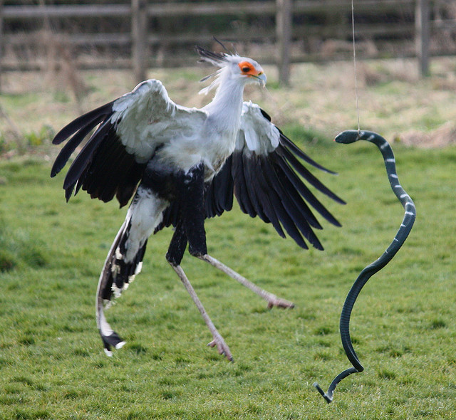 The Secretarybird – One of Africa's Killer Birds