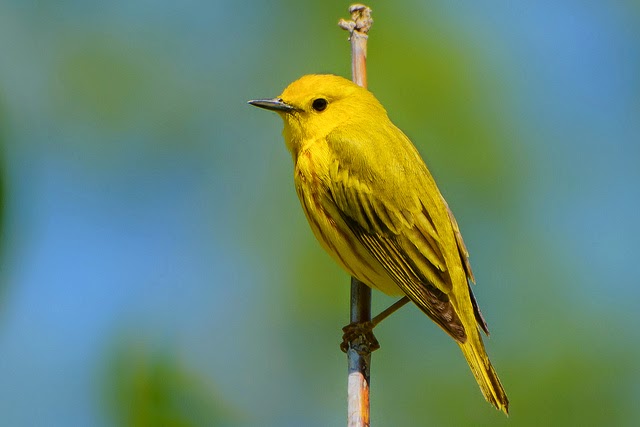10 Eye-Catching Yellow Colored Birds